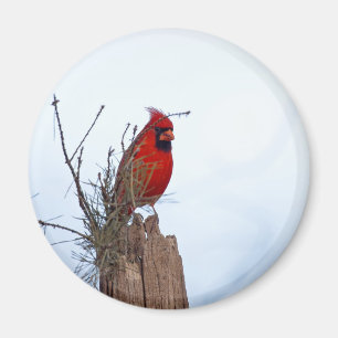 Red Northern Kardinal sitta på ett träinlägg Magnet