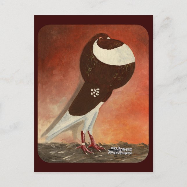 Red Norwich Cropper Pigeon Vykort (Framsida)