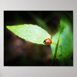 Red Nyckelpiga Close in Nature Photography Poster