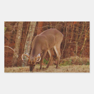 Red Oak Camouflage Stag Buck Hjort Matande Rektangulärt Klistermärke