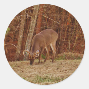 Red Oak Camouflage Stag Buck Hjort Matande Runt Klistermärke