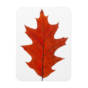 Red oak löv magnet