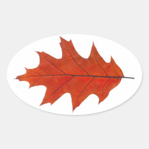 Red oak löv ovalt klistermärke