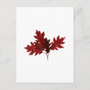 Red Oak Löv Vykort
