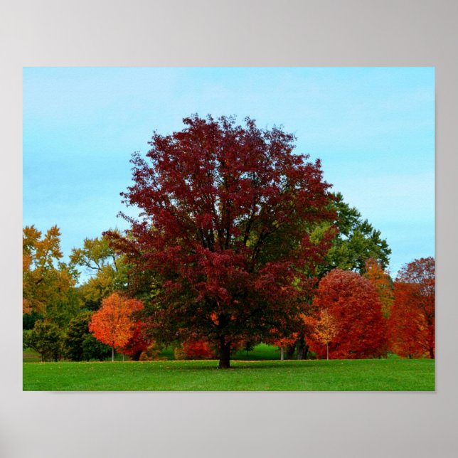 Red Oak Träd på hösten Poster (Framsidan)