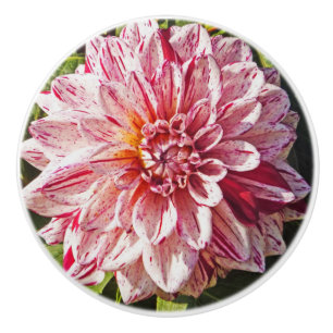 RED OCH WHITE DAHLIA KNOPP