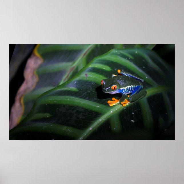 Red Öga Frog på Löv Poster (Framsidan)