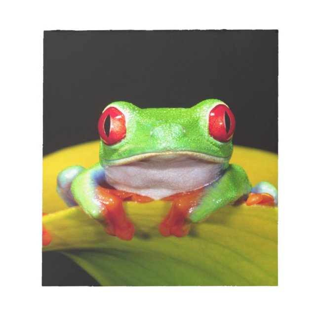 Red Öga Treefrog, Agalychinis callidryas, Native Anteckningsblock (Framsida)