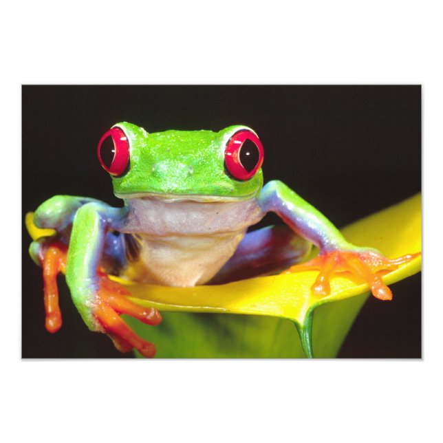 Red Öga Treefrog på en Calla Lily, Agalychnis Fototryck (Framsidan)