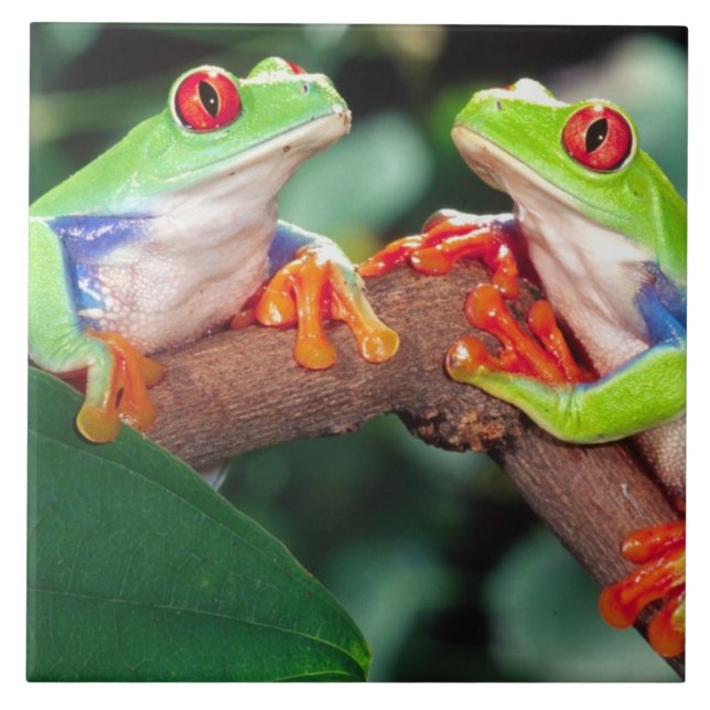 Red Öga Treefrog Pair, Agalychinis callidryas Kakelplatta (Framsidan)