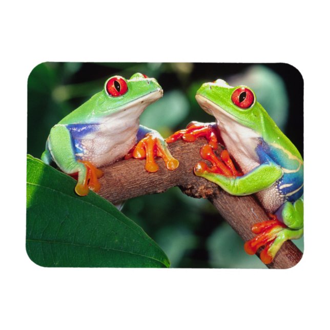 Red Öga Treefrog Pair, Agalychinis callidryas Magnet (Horisontell)