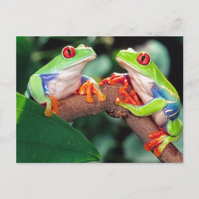 Red Öga Treefrog Pair, Agalychinis callidryas Vykort (Framsida)