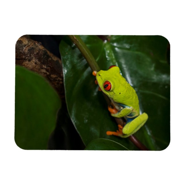 Red Ögon Frog på Stem Magnet (Horisontell)