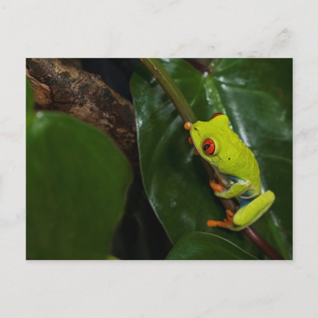 Red Ögon Frog på Stem Vykort (Framsida)