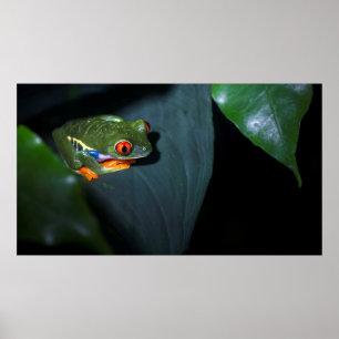 Red Ögon Frog Sitta Poster