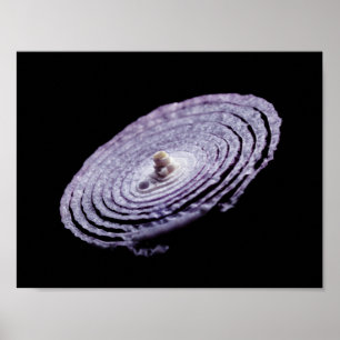 Red Onion Porträtt Poster