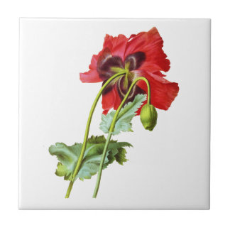 Red Opium Poppy av Pierre Joseph Redoute Kakelplatta