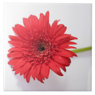 Red Orange Chrysanthemum Flower Blommigt Kakelplatta