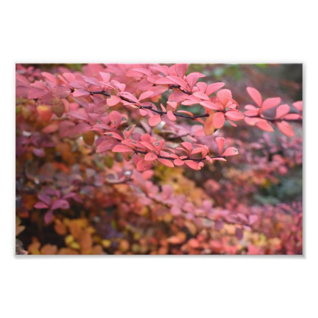 Red Orange Fall Foliage Höst löv Nature Photo Fototryck (Framsidan)