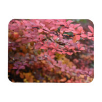 Red Orange Fall Foliage Höst löv Nature Photo
