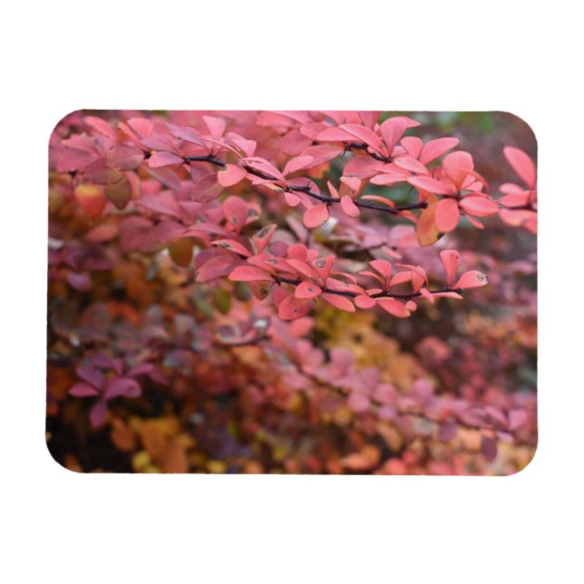 Red Orange Fall Foliage Höst löv Nature Photo Magnet (Horisontell)