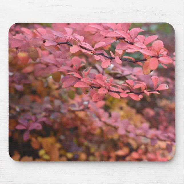Red Orange Fall Foliage Höst löv Nature Photo Musmatta (Framsidan)