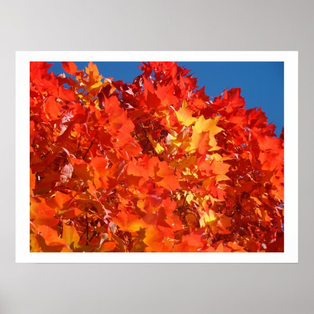 Red Orange Gult Höst löv art skriver ut Träd Poster (Framsidan)