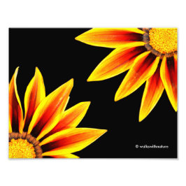 Red Orange Kiss Golden Flame Gazanias Fototryck