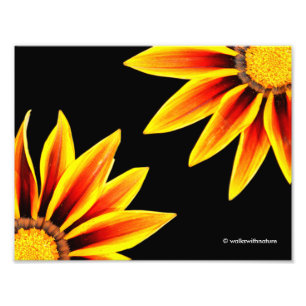 Red Orange Kiss Golden Flame Gazanias Fototryck