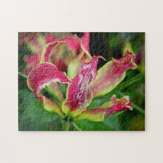 Red Orchid Flower blooming aesthetic Photo -  Pussel (Horisontell)