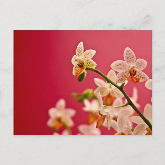 Red Orchid - vykort (Framsida)