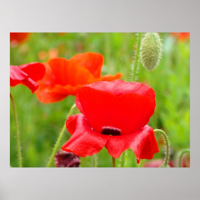 Red Oriental Poppy Flower Art-utskrifter Poster (Framsidan)