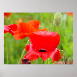 Red Oriental Poppy Flowers-bilder Poster