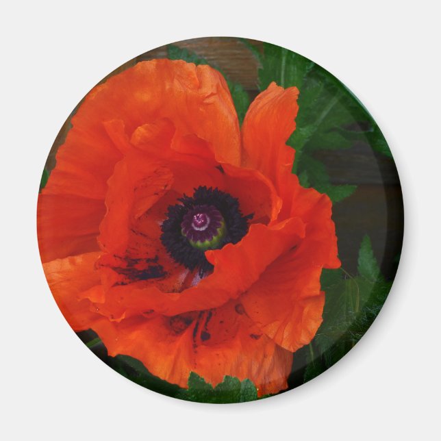 Red Oriental Poppy Magnet (Framsidan)