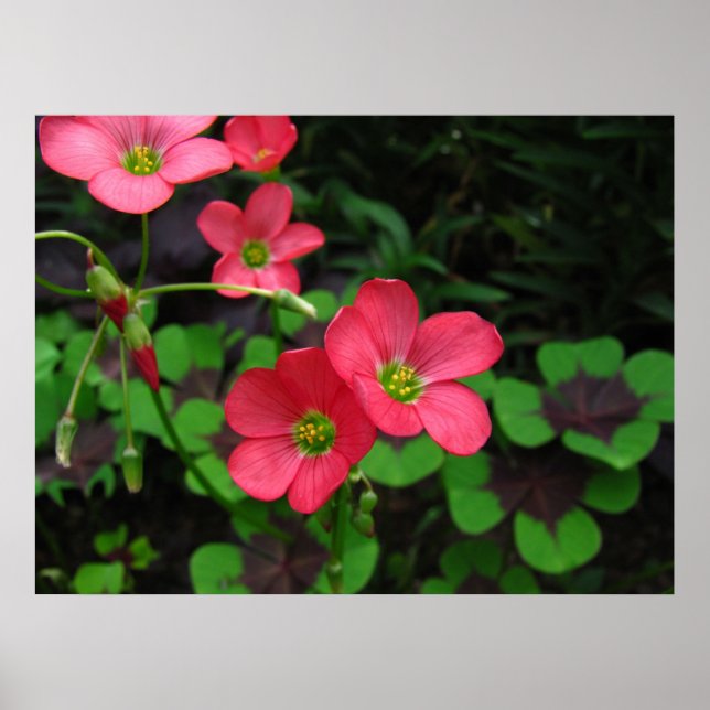 Red Oxalis ~ print Poster (Framsidan)