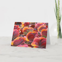 Red Paddle Plant Succulet Greeting Card Kort