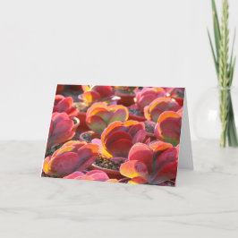 Red Paddle Plant Succulet Greeting Card Kort