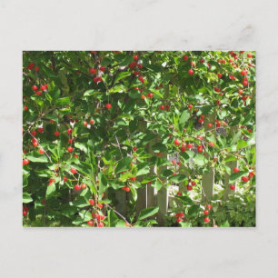 Red Paj Cherries Vykort
