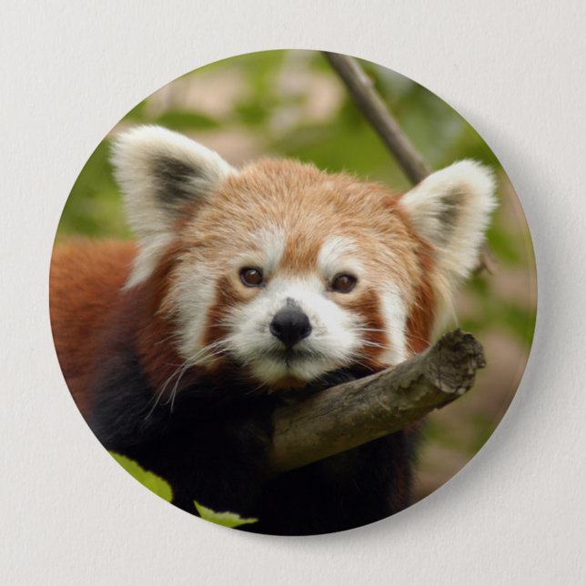 red-panda-004 knapp (Framsida)