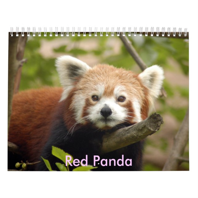 red-panda-005 röd Panda Kalender (Omslag)