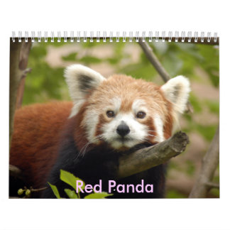red-panda-005 röd Panda Kalender