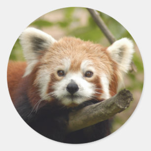 red-panda-005 runt klistermärke