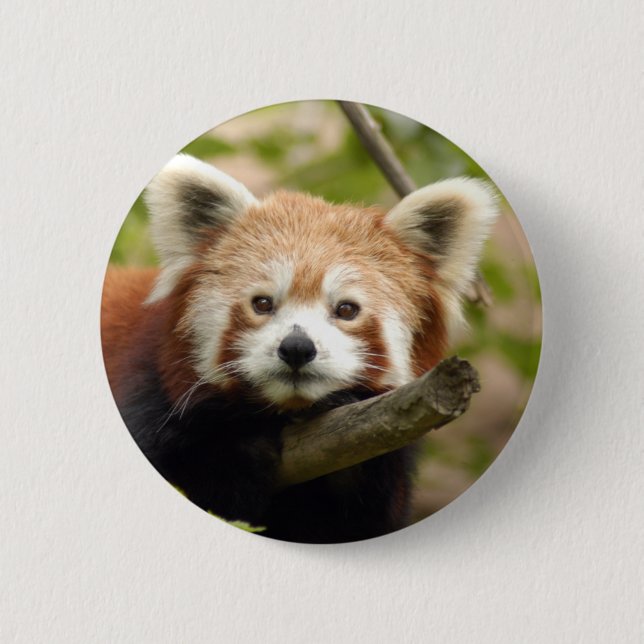 red-panda-007 knapp (Framsida)