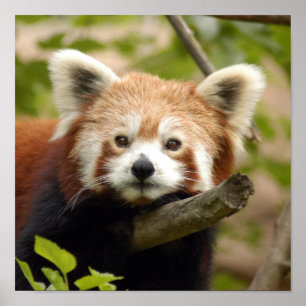 red-panda-007 poster