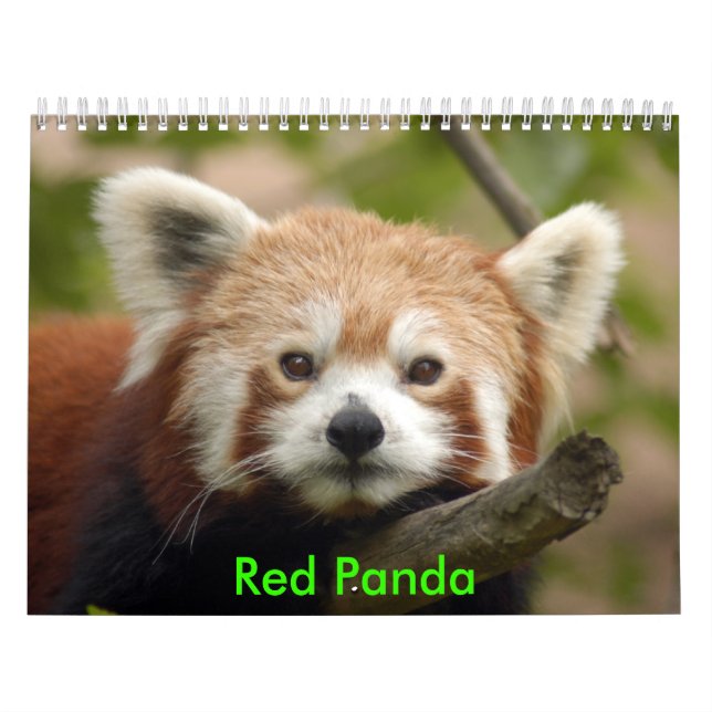 red-panda-010 röd Panda Kalender (Omslag)