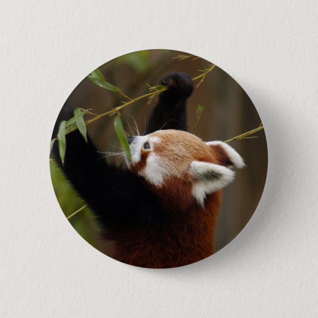 red-panda-021 knapp (Framsida)
