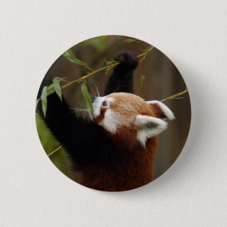 red-panda-021 knapp