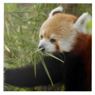red-panda-031 kakelplatta
