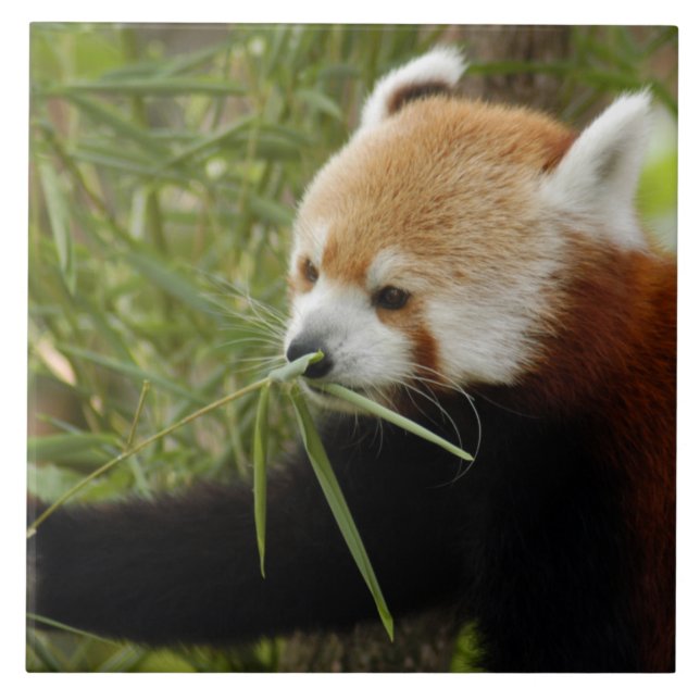 red-panda-031 kakelplatta (Framsidan)