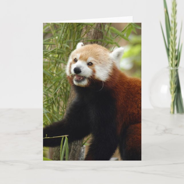 red-panda-033 helgkort (Framsida)